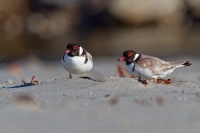 Kulik cernohlavy - Thinornis cucullatus - Hooded Plover o4931